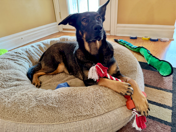Meeple Rubber and Rope Dog Toy